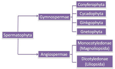 Tumbuhan belah dianggap sebagai kelompok tumbuhan dengan tingkat perkembangan filogenetik yang paling rendah sehingga dari segi evolusi merupakan kelompok tumbuhan yang paling tua dan … 2013-02-17 - f2kom.blogspot.com