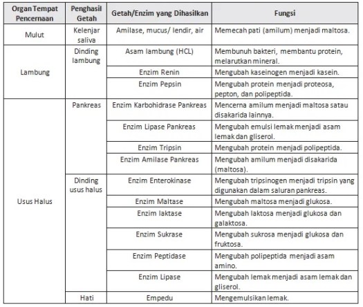 Namun, jika feses ini berwarna pucat atau putih, atau warna urine menjadi lebih gelap, bisa menjadi pertanda masalah pada organ hati. BIOLOGI GONZAGA: SOAL PAT BIOLOGI SMA KELAS 11 IPA 2021
