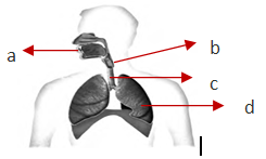 Urutan organ pernapasan yang benar dari luar ke dalam adalah … Rangkuman materi smp kelas 8 | Biologi asyik feat Fkip
