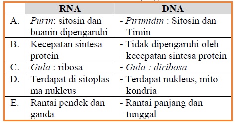 Menghasilkan empat sel nak dengan kromosom tereduksi d. Pernyataan Yang Salah Tentang Perbedaan Dna Dan Rna - DNA