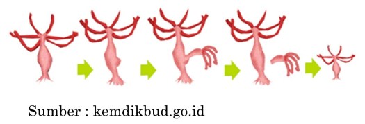 Jumlah kromosom pada bacillus cell sapi adalah 30 buah. Soal Penilaian Akhir Semester Gasal Tahun 2020/2021 Mapel