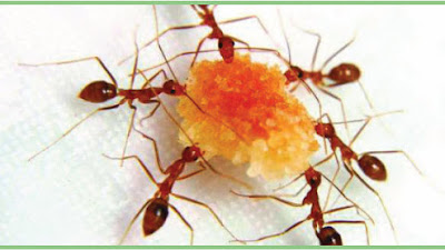 Sprint) adalah cara lari dalam menempuh jarak tertentu yang relatif. March 2018