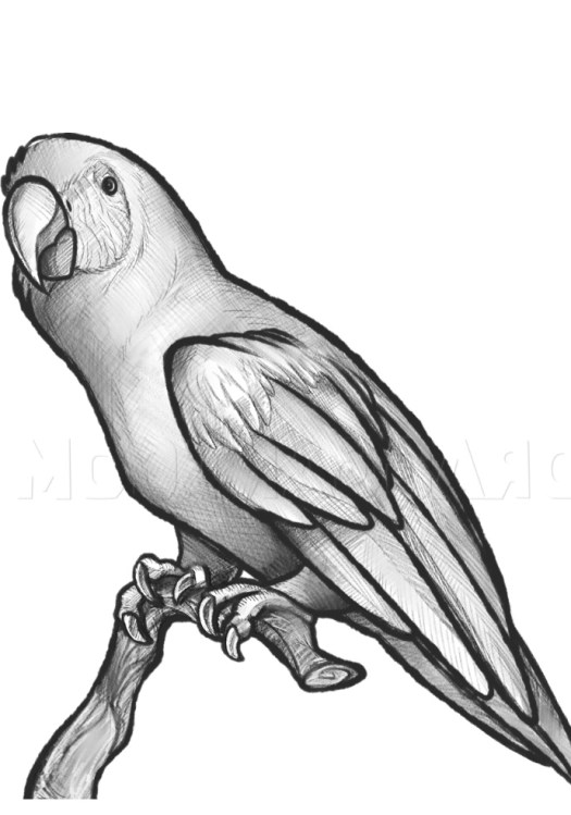 Kriya pahat/ ukir adalah jenis kerajinan tangan yang dibuat dengan cara memahat atau mengukir suatu bahan (kayu, logam, batu) sehingga menghasilkan bentuk yang dinginkan. 31+ Sketsa Patung Hewan Dapat Dibuat Dari Cantik | KiaMedia