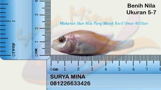 Tekstur dari pelet ini padat, maka biasanya diberikan untuk pakan ikan hias yang sudah dewasa. Penjelasan Lengkap Makanan Ikan Nila Yang Masih Kecil Dan Pemberianya Ikan Hias Air Tawar Laut Dan Aquarium