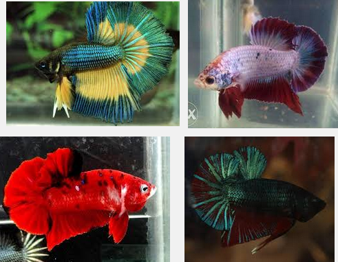 Pakan favorit ikan cupang benih biasanya digunakan pakan alami berupa?​ · 1. Inilah Makanan Ikan Cupang Terbaik Dan Bernutrisi Tinggi