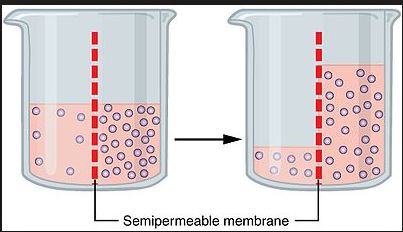 Misalnya, sebuah stem cell mampu berdiferensiasi menjadi sel kulit. Pengertian Osmosis Pada Sel Dan Contoh Peristiwa Osmosis Pada Hewan Dan Tumbuhan Your Chemistry A