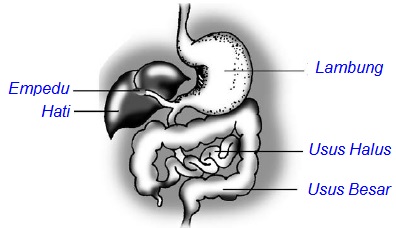 Organ dan kelenjar pencernaan bekerja sama dalam mengolah makanan agar . Fungsi Organ Tubuh Manusia Dan Hewan Pelajaran Ipa Sd Mi Kelas V