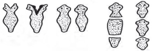 Kali ini, kita akan membahas mengenai cara berkembang biak hewan . Bagaimana Cara Hewan Berkembangbiak Imron Web Id