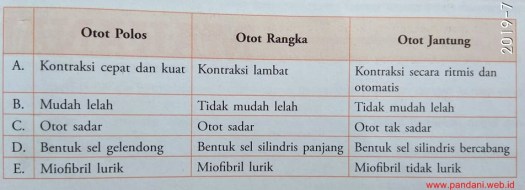 Dilansir dari kompas.com otot dibedakan menjadi tiga jenis, yaitu otot polos, otot lurik, dan otot jantung. Perbedaan Otot Polos Otot Rangka Dan Otot Jantung Yang Paling Benar Yaitu Blog Pak Pandani