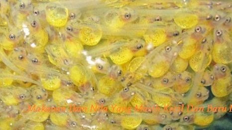 Kutu air atau daphnia sp e. Penjelasan Lengkap Makanan Ikan Nila Yang Masih Kecil Dan Pemberianya Ikan Hias Air Tawar Laut Dan Aquarium