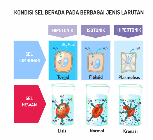 Apabila sel hewan berada pada lingkungan yang hipertonik sel menjadi. Sistem Endomembran Dan Sistem Transport Membran Sel Blog Masiki