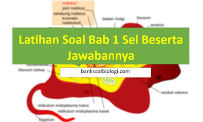 Misalnya, sebuah stem cell mampu berdiferensiasi menjadi sel kulit. Soal Latihan Bab 1 Sel Beserta Jawabannya Bsb