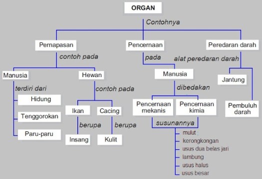 Duodenum berfungsi memecah makanan dan mengolahnya. Fungsi Organ Tubuh Manusia Dan Hewan Pelajaran Ipa Sd Mi Kelas V