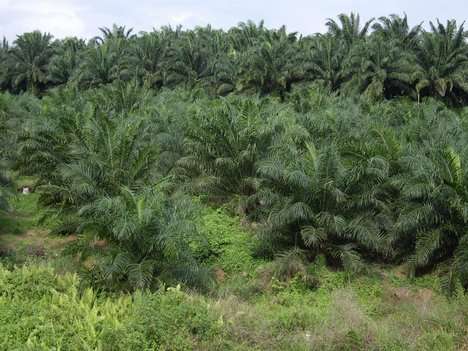 Negara kita adalah negara agraris. Pemanfaatan Dan Kerusakan Sumber Daya Alam Atau Utilization And Natural Resource Damage Dr Arif Zulkifli Nasution