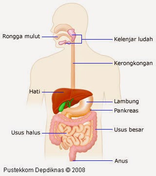 Harus sehat agar berfungsi dengan baik untuk mengolah makanan. Kumpulan Tugas Sekolahnya Raka Bintang Berbagai Sistem Organ Tubuh Manusia Dan Fungsinya