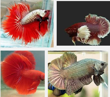 Penelitian ini menggunakan metode eksperimen dengan tiga perlakuan. Inilah Makanan Ikan Cupang Terbaik Dan Bernutrisi Tinggi