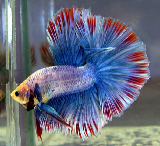 Kutu air · 3.cacing darah · 4.cacing sutra · 5.kuning . Betta Fish August 2012