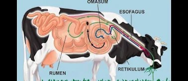 Kelainan tulang yang menimbulkan keretakan pada tulang akibat kecelakaan disebut fisura. Macam Macam Kelainan Pada Organ Gerak Pasif Tulang Dan Faktor Penyebabnya Guru Onlineku