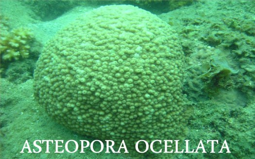 Jelaskan fungsi hutan mangrove dan terumbu karang, sehingga wajib dijaga kelestariannya. Latihan Soal Dan Jawaban Ips Terpadu Smp Kelas Vii Halaman 38