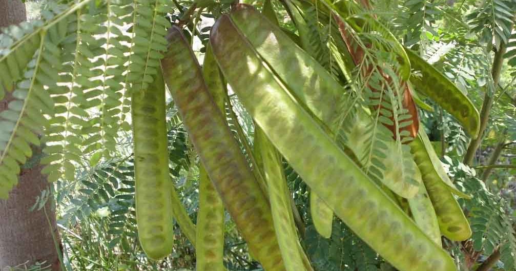 Penghilangan komponen konsumen i pada suatu ekosistem kolam akan . Soal Interaksi Makhluk Hidup Dengan Lingkungan Ipa Smp Muttaqin Id