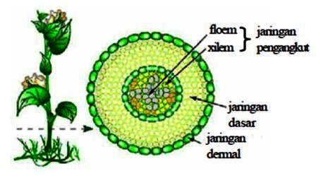 Tumbuhan dapat melakukan respirasi pada batang melalui … Jaringan Tumbuhan Biologine Pak Mycunk