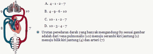 Sedangkan pada atrium kiri berfungsi dalam menerima darah yang mengandung banyak oksigen dari kedua paru melalui empat buah vena pulmonalis. Kelas Pak Teha Peredaran Darah Manusia