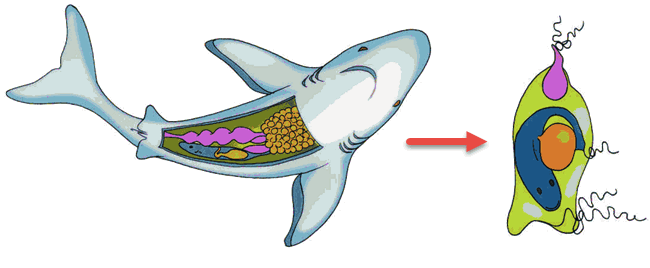Amfibi ini berkembang biak dengan cara bertelur, sehingga disebut . Pembelajaran 1 Tema 1 Subtema 3 Lestarikan Hewan Dan Tumbuhan