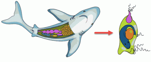 Amfibi ini berkembang biak dengan cara bertelur, sehingga disebut . Pembelajaran 1 Tema 1 Subtema 3 Lestarikan Hewan Dan Tumbuhan