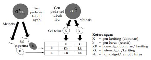 Pola pewarisan sifat tersebut adalah sebagai berikut. Pola Pewarisan Sifat Organisme Pustaka Belajar