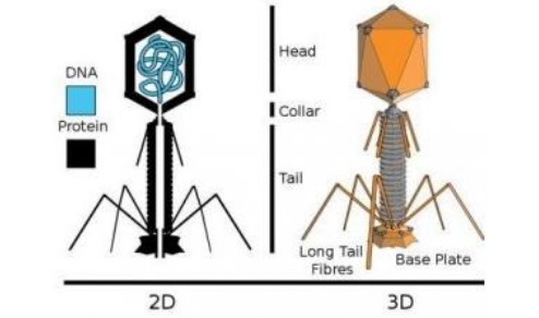Oleh lapisan protein atau disebut kapsid dan hidup pada sel inang. Blog Perawat Media Informasi Dunia Keperawatan