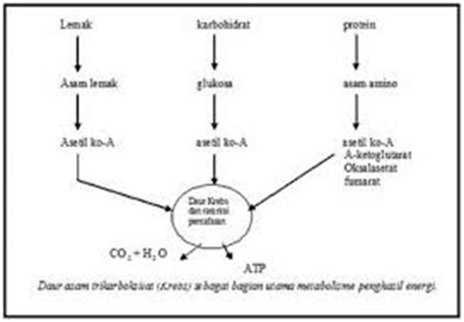 Lama, daging dapat dibekukan dalam freezer. Biologi Gonzaga Aplikasi Soal Metabolisme Sel