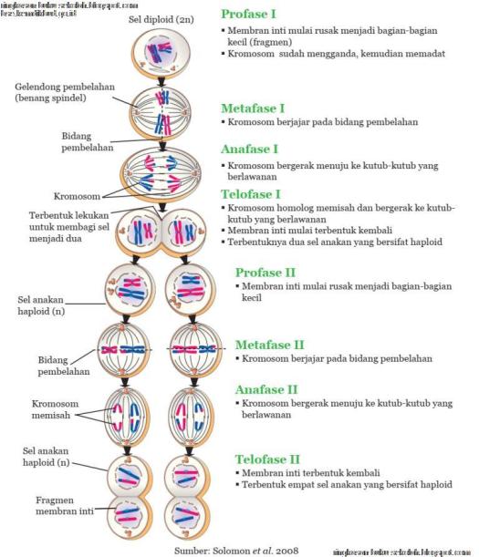 Satu terjadi pada pria dan yang lain terjadi pada wanita. Bab 1 Sistem Reproduksi Pada Manusia Ilmu Pengetahuan Alam Ipa Kelas 9 Smp Mts