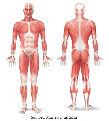 Polos, namun yang berperan dalam pergerakan kerangka tubuh manusia adalah otot lurik. Bagaimana Cara Kerja Otot Passakanawang