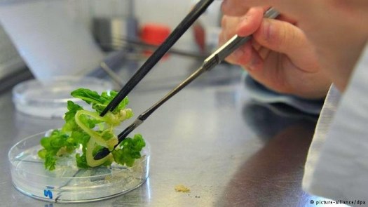 Saat ini kami menyajikalaun beragam . Buah Semangka Tanpa Biji Dapat Diperoleh Dengan Memberikan Hormon Seputar Buah