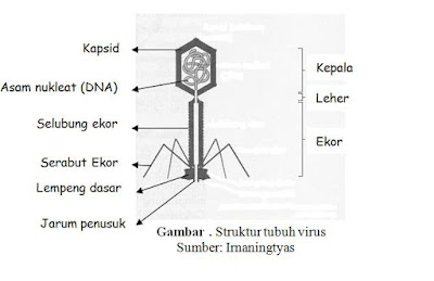 Kapsid virus tersusun dari lipoprotein dan materi genetik berupa rna/dna. Struktur Virus Dan Bagian Bagiannya Blog Pak Pandani