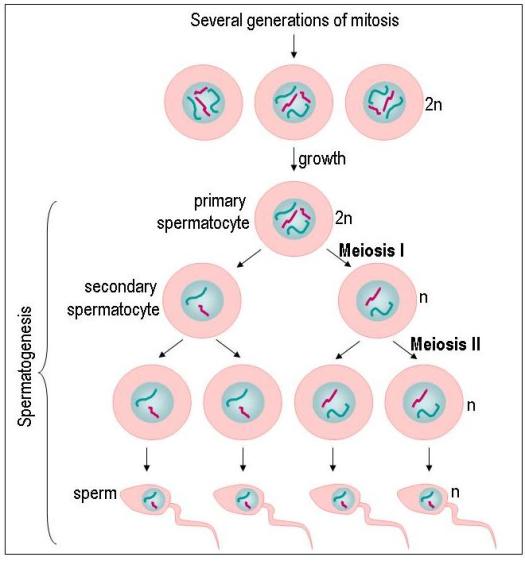 Terdapat 250 lobulus testis pada satu buah testis. Proses Pembentukan Sperma Pada Pria Kehamilan Persalinan Dan Perawatan Bayi