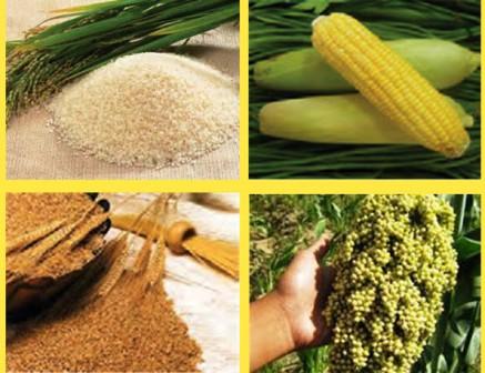 Industri jamu dan obat herbal sangat bergantung pada bahan baku . Jenis Jenis Serealia Dan Manfaatnya Mikirbae Com