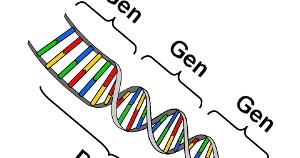 American lung association's lung force unites women and their loved ones across the country to stand together for lung health and against lung cancer. Kunci Jawaban Gen K Mengkode Rambut Keriting Dan K Mengkode Rambut Lurus K Dominan Terhadap K Rofa Education Centre