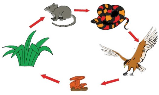 Halnya dengan pengurai kepada konsumen. Menjelaskan Rantai Makanan Pada Ekosistem Mikirbae Com