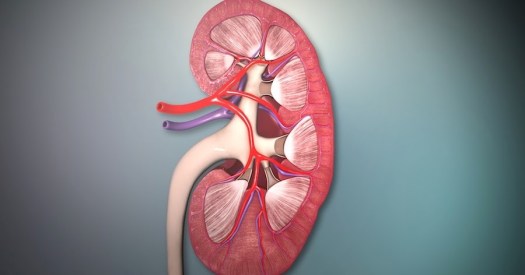 Ekskresi adalah salah satu dari empat macam proses pengeluaran, yang lainnya . Biologi Gonzaga Try Out Sistem Ekskresi Xi