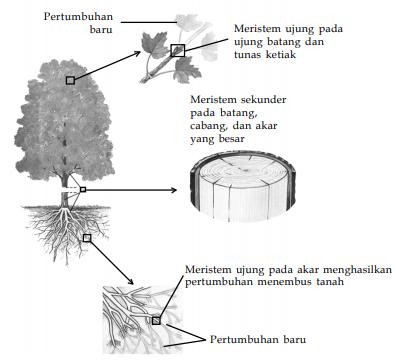 Hilangnya salah satu komponen dalam rantai makanan akan mengganggu kestabilan ekosistem. Hubungan Antara Bentuk Dan Fungsi Jaringan Pada Tumbuhan Pustaka Belajar