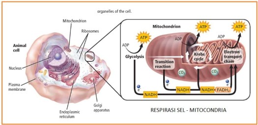 Cara menghitung atp pada respirasi aerob, perbedaan atp respirasi aerob dan. Biologi Gonzaga Respirasi Sel Soal