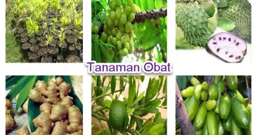 Sedangkan tepungnya dapat digunakan sebagai bahan baku pembuatan kue, roti, dan makanan. Manfaat Tumbuhan Dan Hewan Bagi Manusia