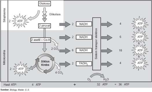Proses respirasi pada tumbuhan sangat dipengaruhi oleh beberapa faktor, yaitu: Respirasi Aerob Dan Respirasi Anaerob