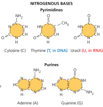 (a) dna berbentuk double heliks terpilin dalam bentuk kromosom dan berada di dalam inti sel. Ikatan Yang Menghubungkan Antar Basa Nitrogen Pada Dna