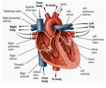 Golongan, yaitu golongan darah a, b, ab, o. Douzes Science Deux Indikator 16 Sistem Peredaran Darah