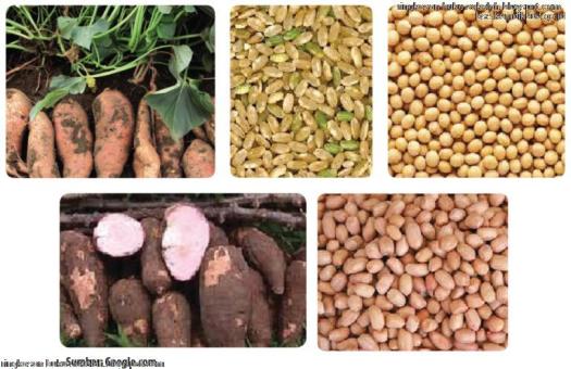 Kandungan betakaroten dan lutein yang terdapat pada daun ubi bermanfaat untuk. Bab V Pengolahan Hasil Samping Serealia Kacang Kacangan Dan Umbi Menjadi Produk Pangan Materi Ii Prakarya Kelas 8 Smp Mts