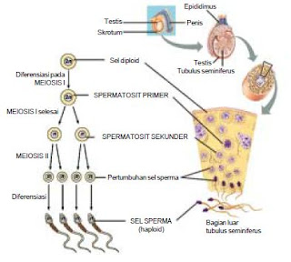 Spermatositogenesis dimulai dengan proses proliferasi sel spermatogonia. Pengertian atau Definisi dari Gametogenesis