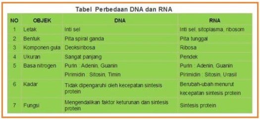 (a) dna berbentuk double heliks terpilin dalam bentuk kromosom dan berada di dalam inti sel. Pernyataan Yang Salah Tentang Perbedaan Dna Dan Rna - DNA
