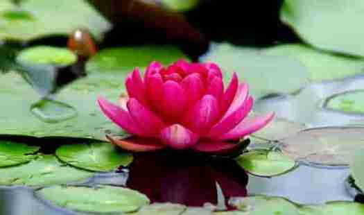 Eceng gondok memiliki akar jenis . Cara Tumbuhan Menyesuaikan Diri Dengan Lingkungan